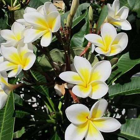 Villa Des Frangipanes 拉高莱特 外观 照片
