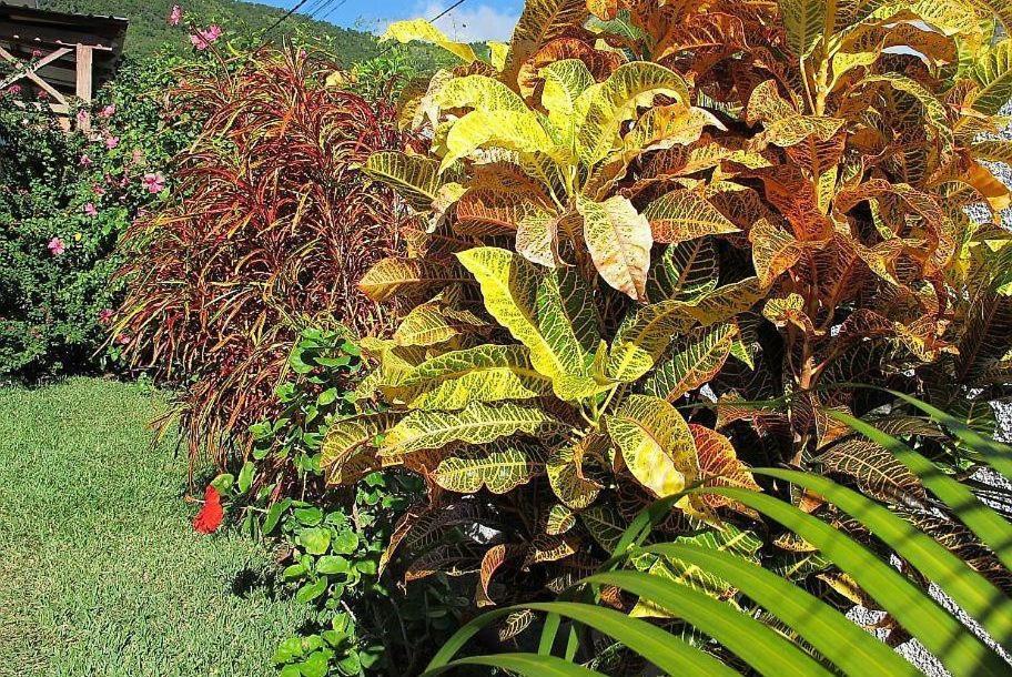 Villa Des Frangipanes 拉高莱特 外观 照片