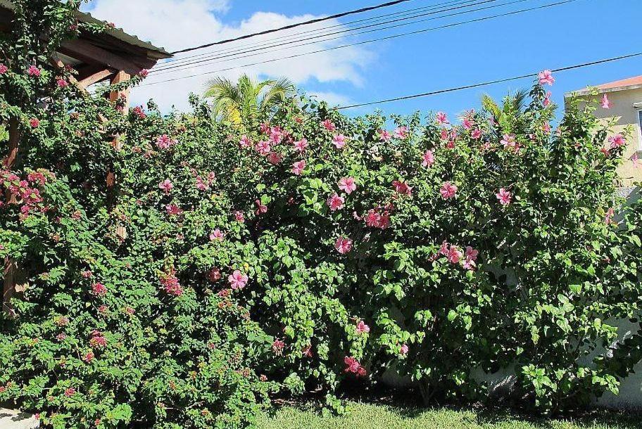 Villa Des Frangipanes 拉高莱特 外观 照片